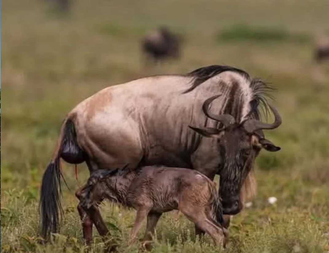 Image of a wildbeest calf